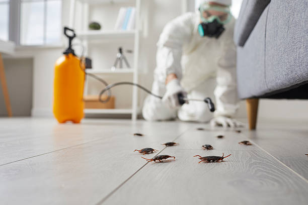 Commercial Kitchen Cockroach Control in Sharon